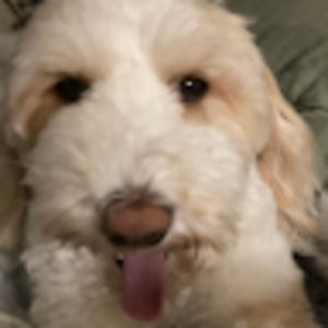 Meet your Posher, Peggy